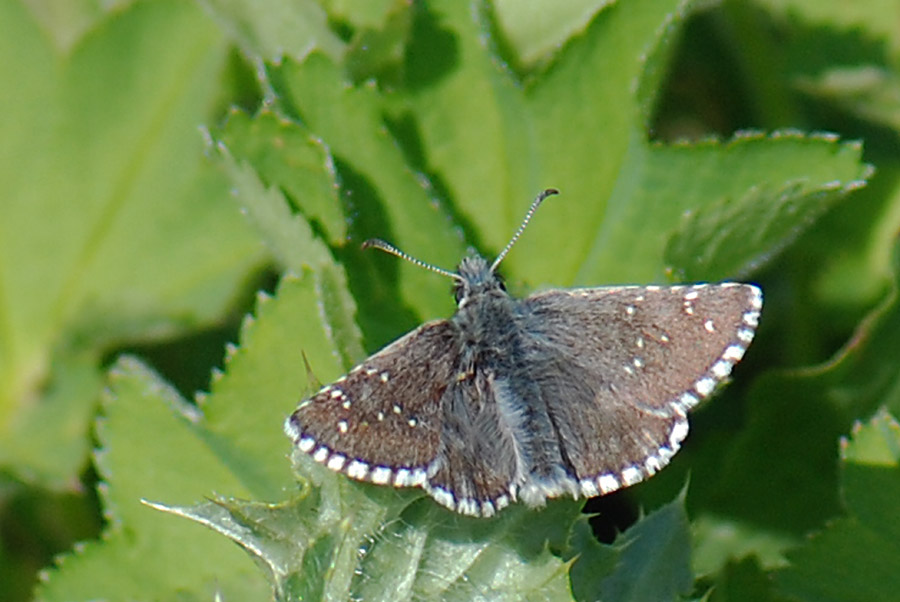 Pyrgus cacaliae?